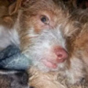 Meet your Posher, Crystal marie